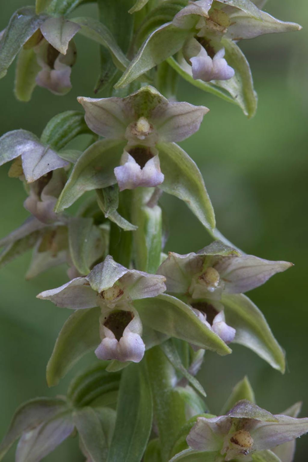 Epipactis helleborine da ID